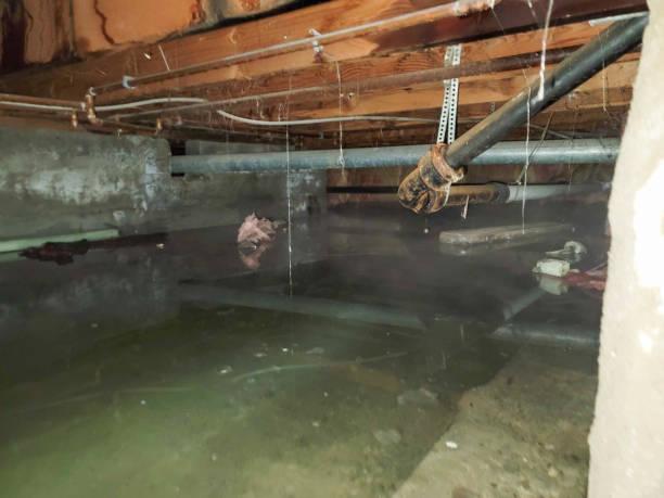 Best Carpet water damage restoration  in Arroyo Seco, NM